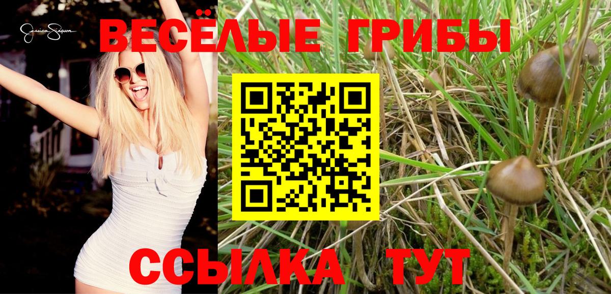 Галлюциногенные грибы Psilocybe  Вход с VPN  купить наркотики сайты  Магадан  Псилоцибиновые грибы прущие грибы 